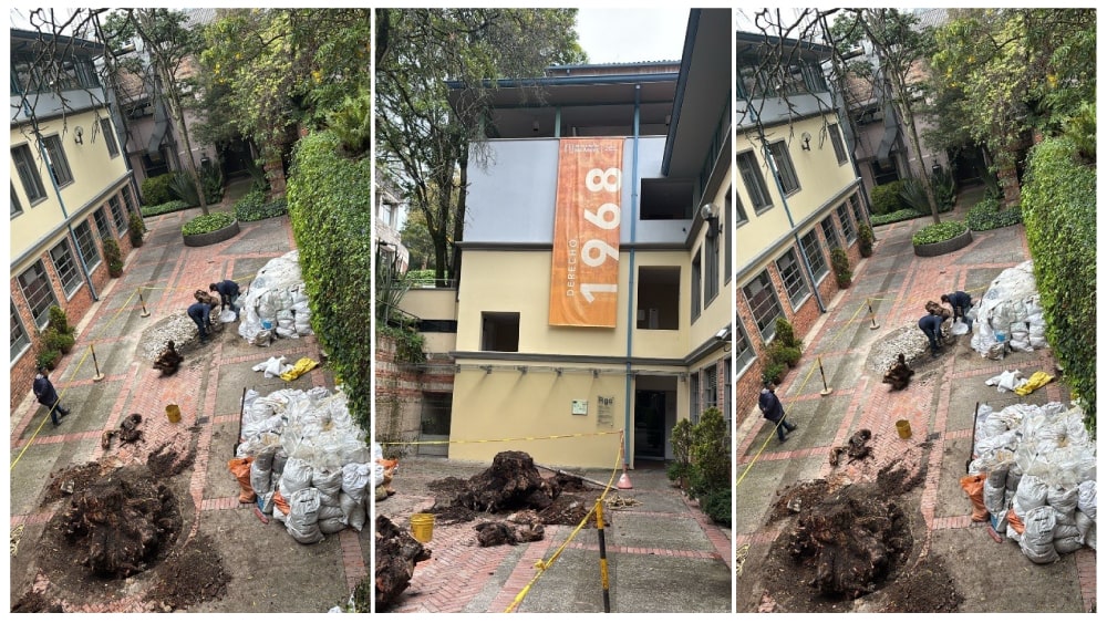 Remoción de tocones